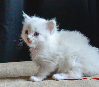 ragdoll kitten